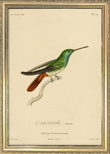 Berylline Hummingbird (L'Arsinoë/Saucerottia Beryllium). Mini Print
