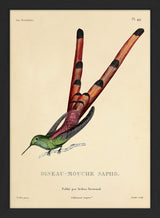 Red-tailed Comet Hummingbird (Sappho Sparganurus/Oiseau-Mouche Sapho). Mini Print
