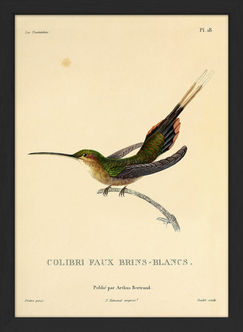 Straight-billed Hermit Hummingbird (Phaethornis Bourcieri/Faux Brins-Blancs). Mini Print
