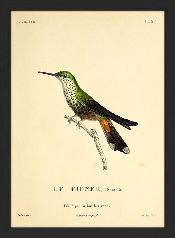 Le Kiéner Hummingbird. Mini Print