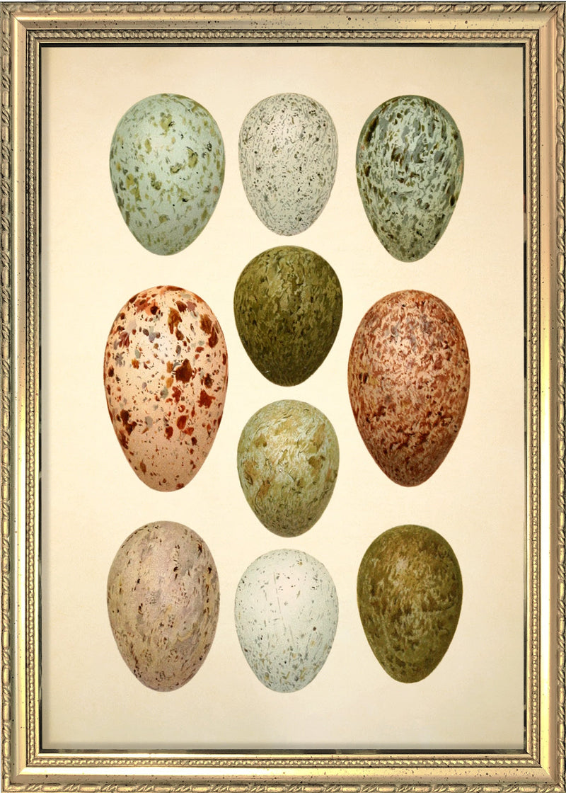 Ten Spotted Eggs. Mini Print