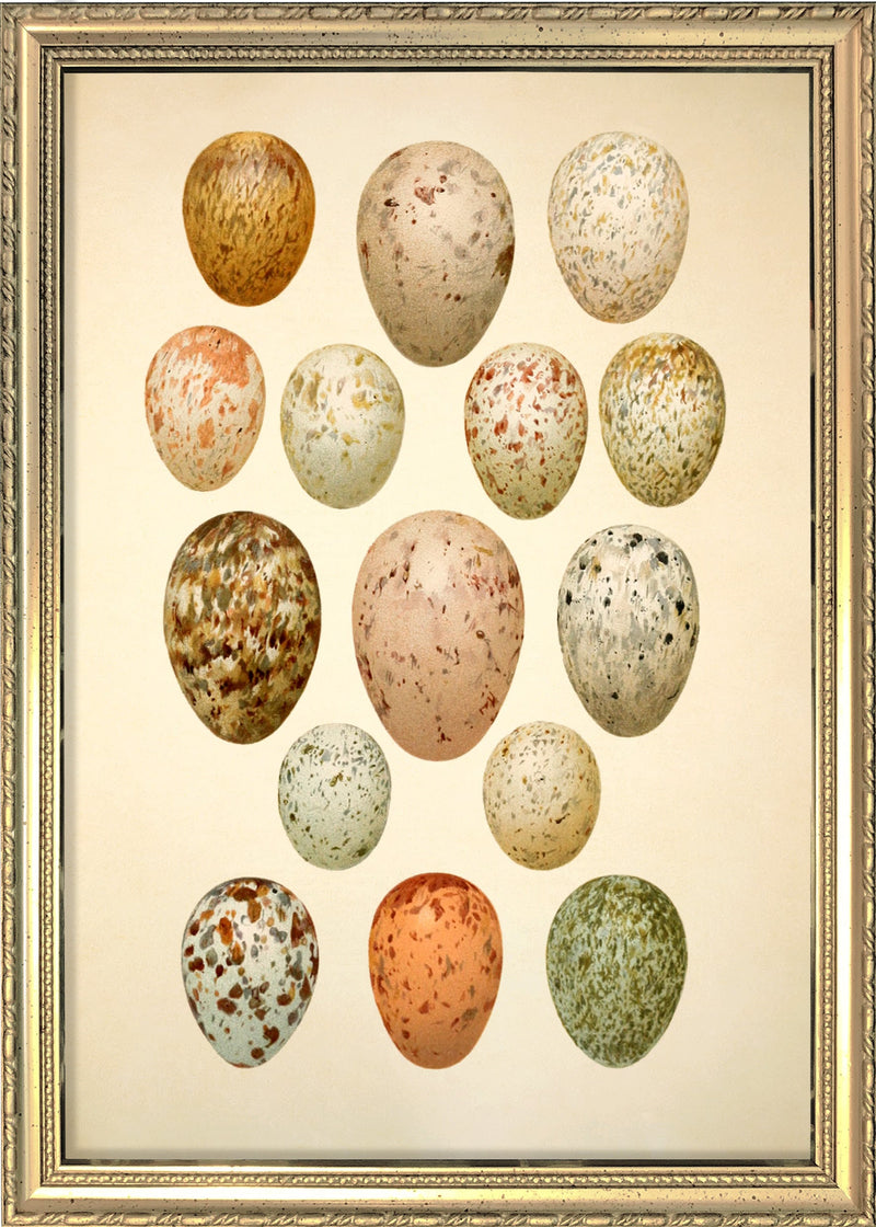 Fifteen Spotted Eggs. Mini Print
