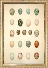 Twenty One Spotted Eggs. Mini Print
