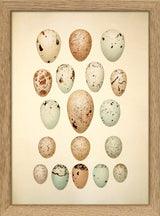 Eighteen Pastel Colored Eggs. Mini Print