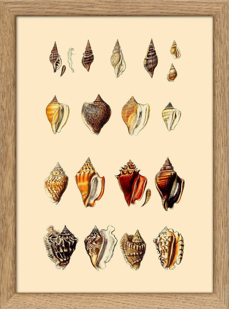 Multi Colored Sea Shells. Mini Print