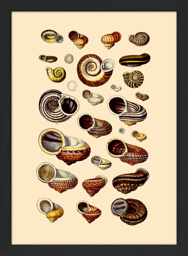Brown Sea Shells and Snails. Mini Print