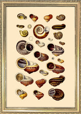 Brown Sea Shells and Snails. Mini Print