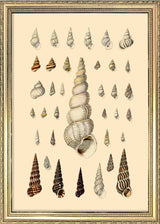 Pointy White Sea Shells. Mini Print