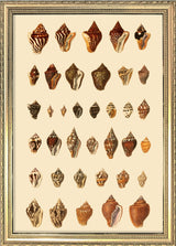 A Variety of Brown and Orange Sea Shells. Mini Print