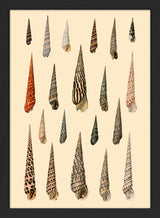 Twenty Pointy Slim Sea Shells. Mini Print
