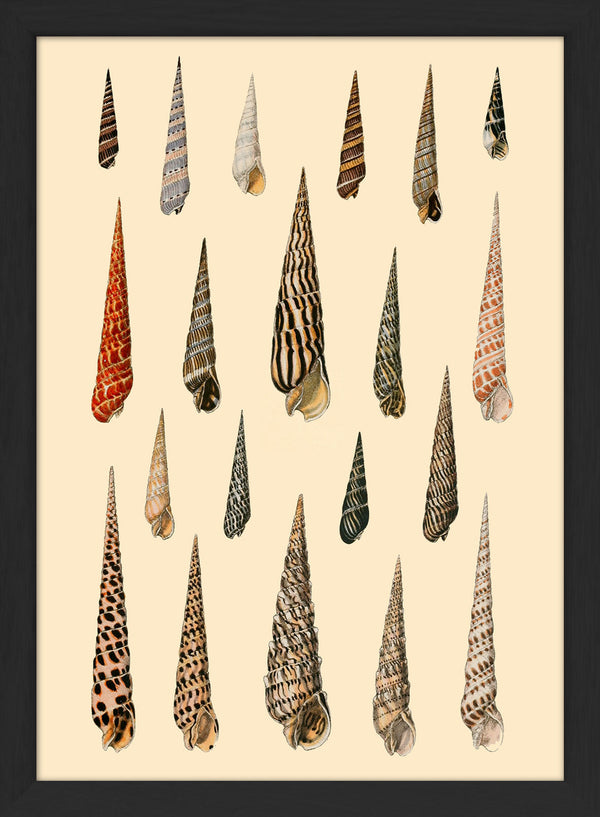 Twenty Pointy Slim Sea Shells. Mini Print