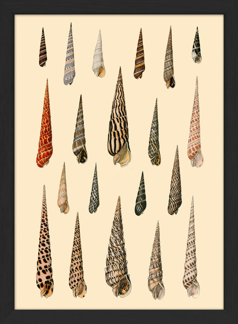Twenty Pointy Slim Sea Shells. Mini Print