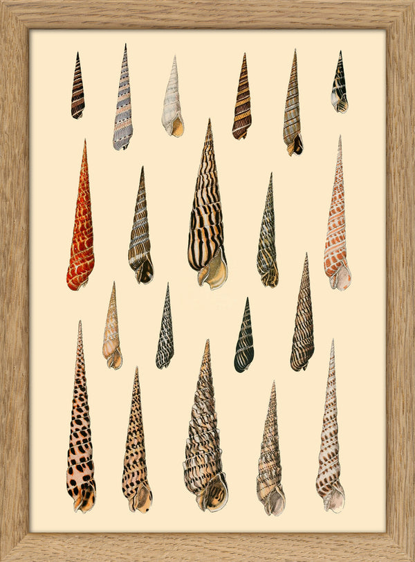 Twenty Pointy Slim Sea Shells. Mini Print