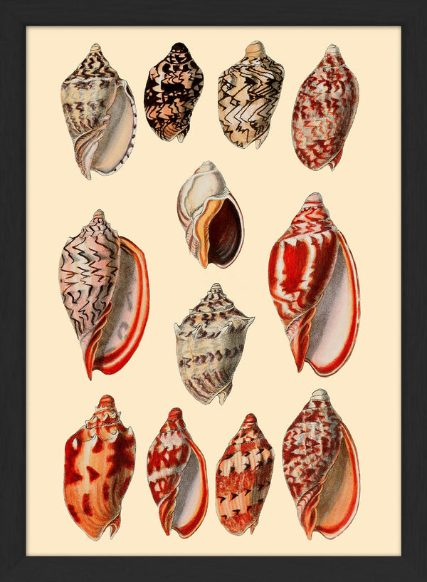 Red and Orange Sea Shells. Mini Print