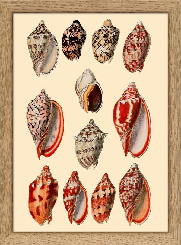 Red and Orange Sea Shells. Mini Print