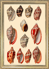 Red and Orange Sea Shells. Mini Print