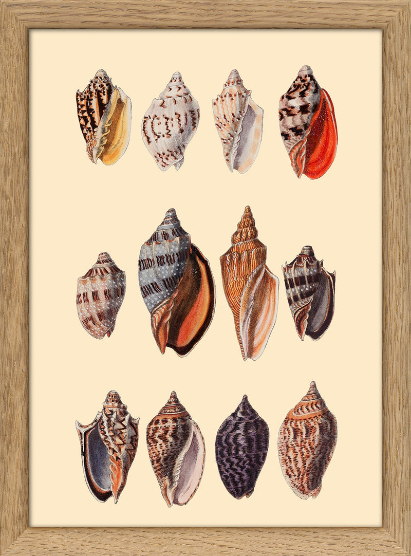 Twelve Multi Colored Sea Shells. Mini Print