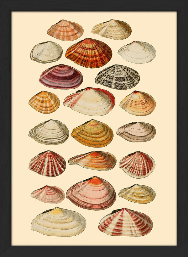 Twenty One Flat Sea Shells. Mini Print