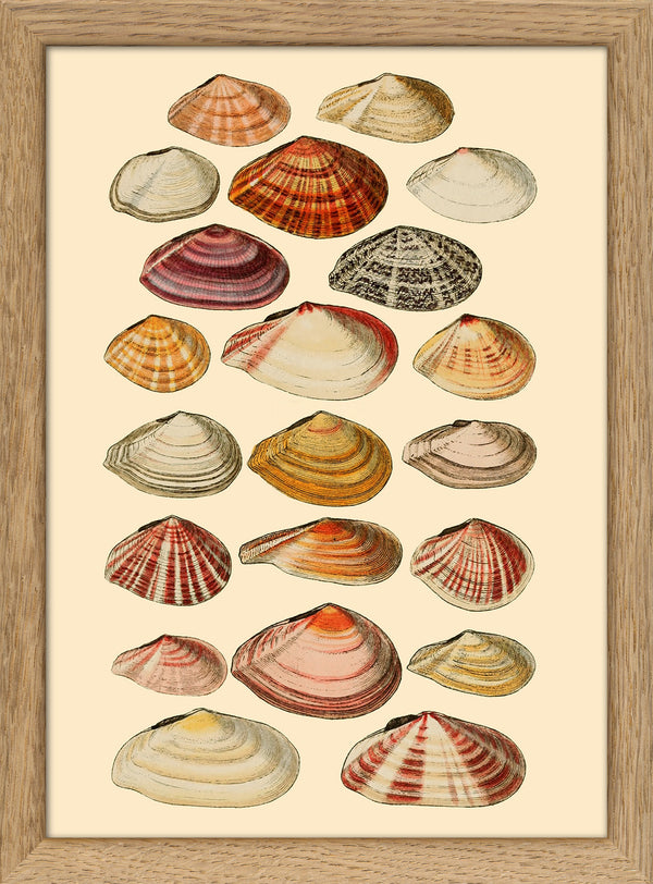 Twenty One Flat Sea Shells. Mini Print