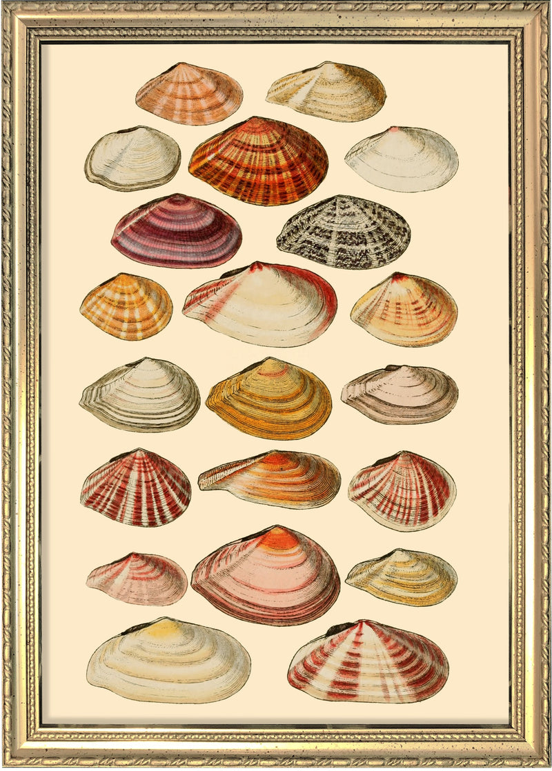 Twenty One Flat Sea Shells. Mini Print