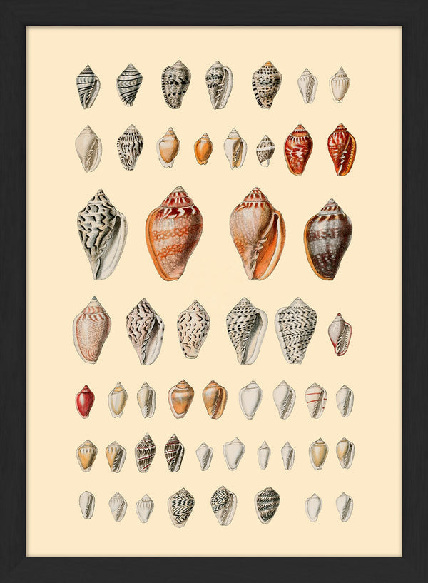 A Variety of Small Sea Shells. Mini Print