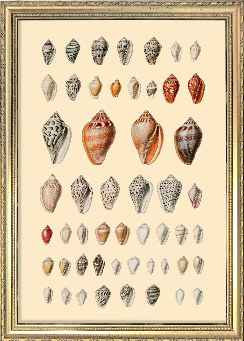 A Variety of Small Sea Shells. Mini Print