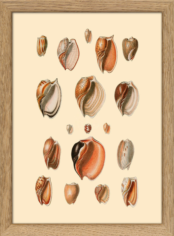 Eighteen Sea Shells in Burned Colours. Mini Print