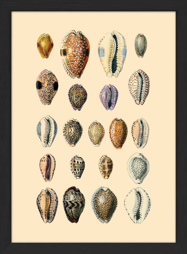 Twenty One Round Sea Shells. Mini Print