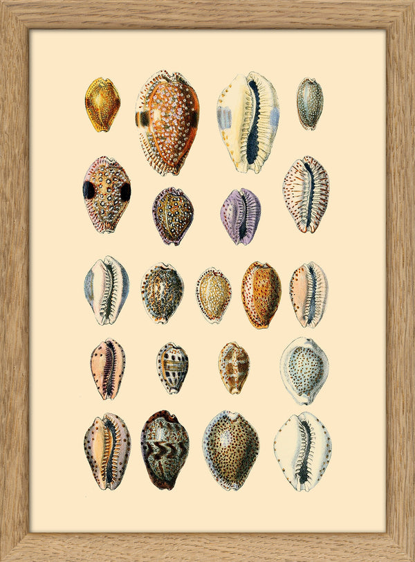 Twenty One Round Sea Shells. Mini Print