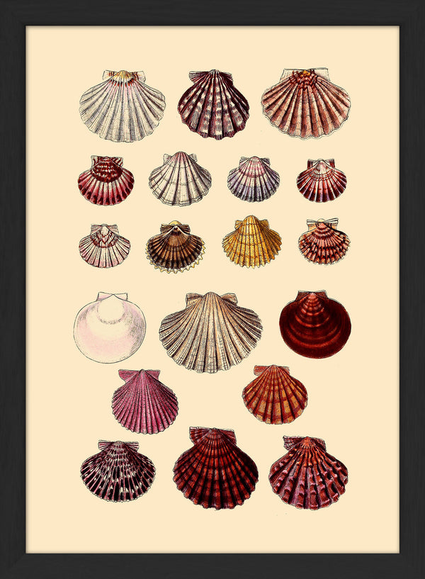 Nineteen Round Sea Shells. Mini Print