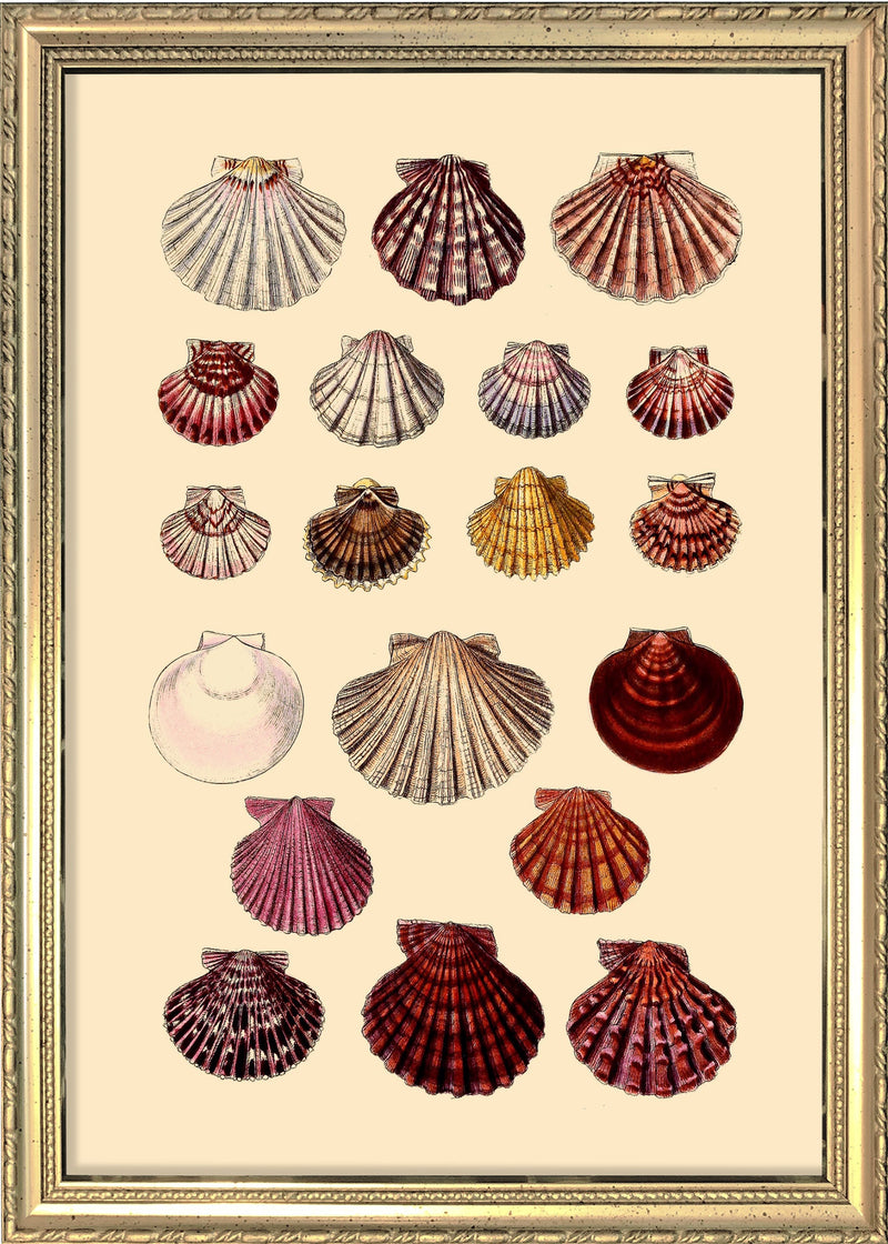 Nineteen Round Sea Shells. Mini Print