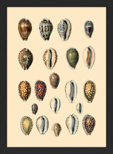 Twenty One Spotted Sea Shells. Mini Print