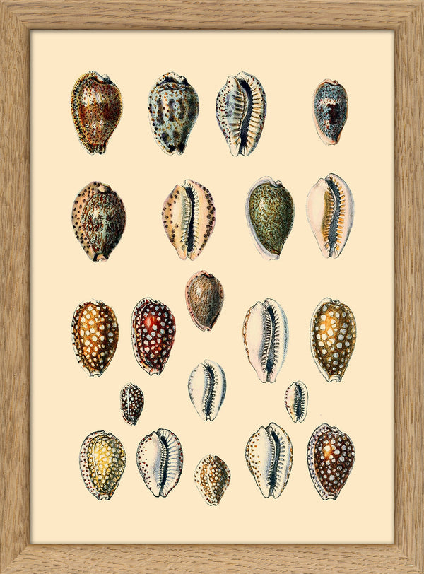 Twenty One Spotted Sea Shells. Mini Print