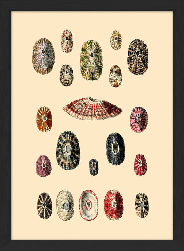 A Variety of Different Shaped Sea Shells. Mini Print