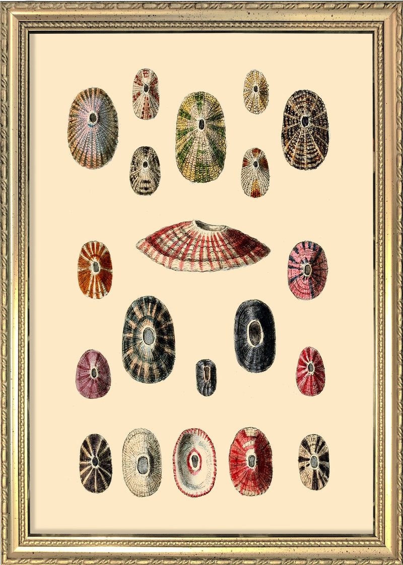 A Variety of Different Shaped Sea Shells. Mini Print