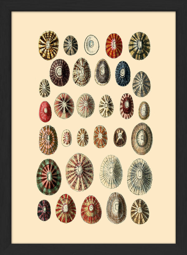 Thirty Two Sea Shells in Different Colours. Mini Print