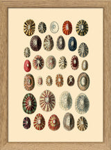 Thirty Two Sea Shells in Different Colours. Mini Print