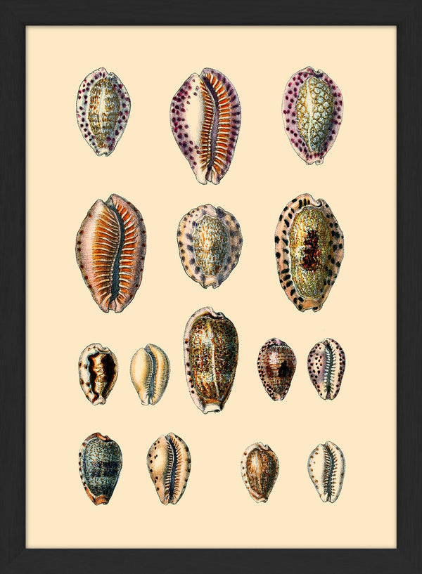 Fifteen Oval Sea Shells. Mini Print