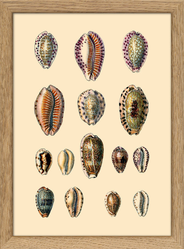 Fifteen Oval Sea Shells. Mini Print