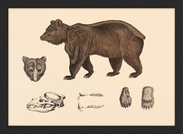 Brown Bear and Details. Mini Print