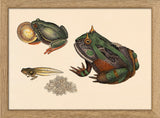 Toad Evolution. Mini Print
