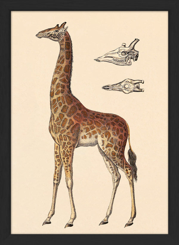 Giraffe and Details. Mini Print