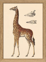 Giraffe and Details. Mini Print