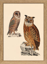 Two Owls. Mini Print