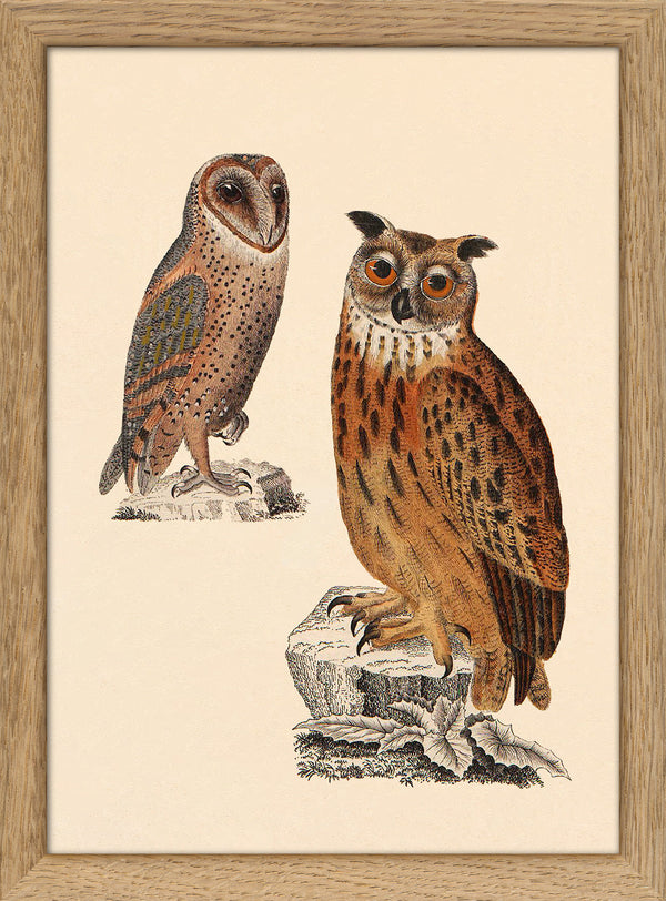 Two Owls. Mini Print