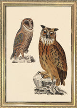 Two Owls. Mini Print
