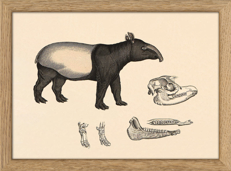 Malayan Tapir (Acrocodia Indica) and Details. Mini Print