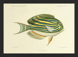 Striped Surgeonfish (Acanthurus Lineatus). Mini Print