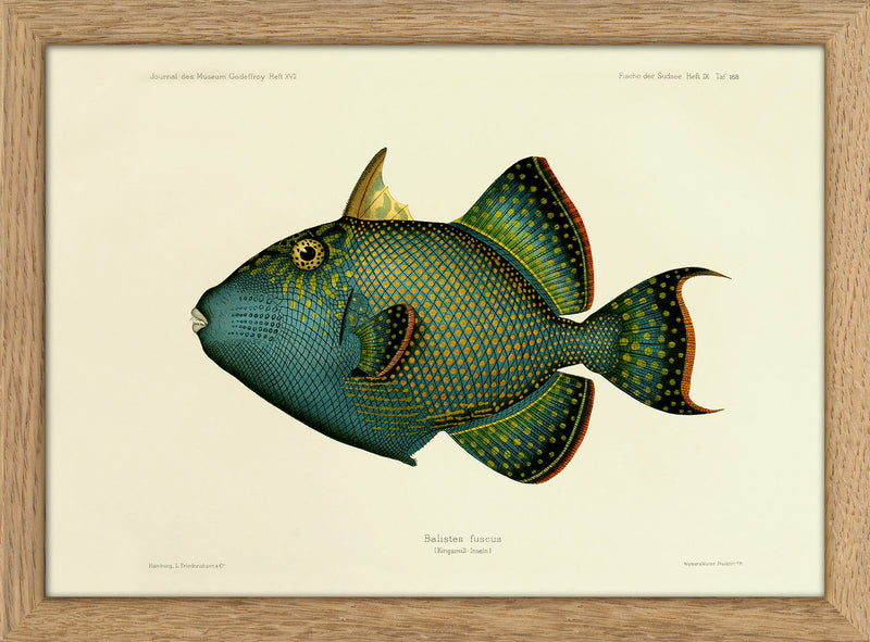 Blue Triggerfish (Balistes Fuscus). Mini Print