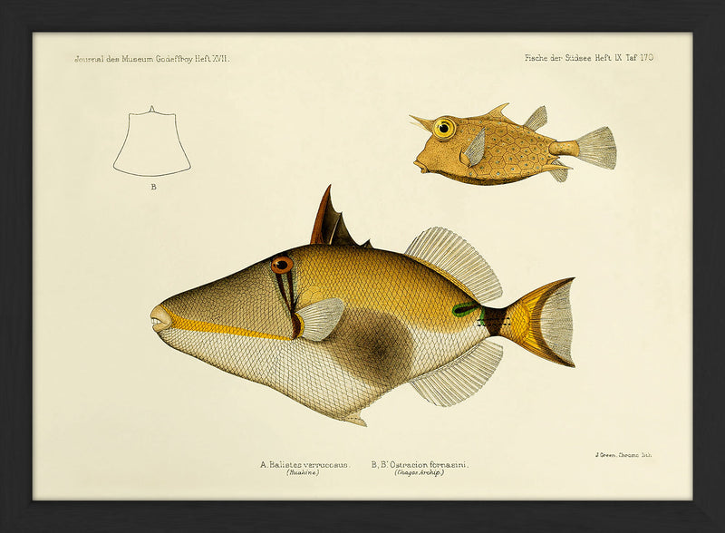Blackbelly Triggerfish (Balistes Verrucosus) and Thornback Cowfish (Ostracion Fornasini). Mini Print